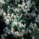 טרכלוספרמון - Trachelospermum
