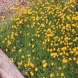חרצית - Chrysanthemum