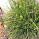 כריך - Carex