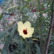 היביסקוס - Hibiscus