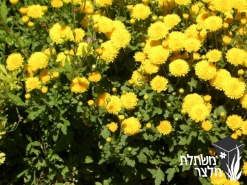 חרצית - Chrysanthemum