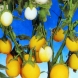 סולנום - Solanum