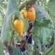 סולנום - Solanum