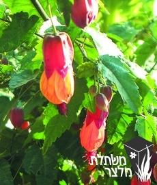 אבוטילון - Abutilon