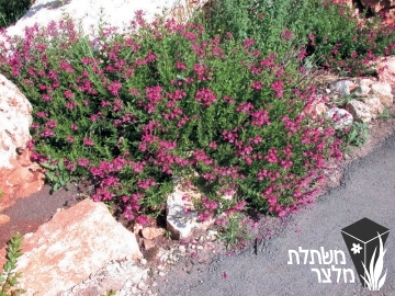 מרוות - Salvia