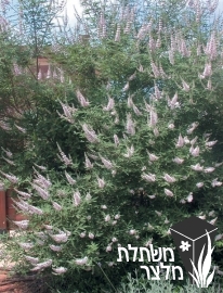 שיח-אברהם - Vitex