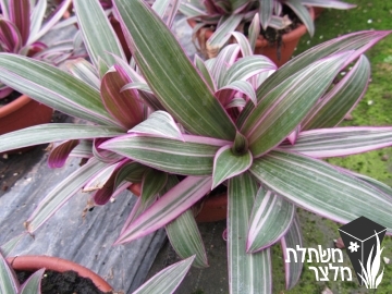 יהודי- נודד - Tradescantia