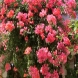 בוגנווילאה - Bougainvillea