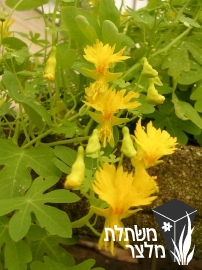 כובע-נזיר - Tropaeolum