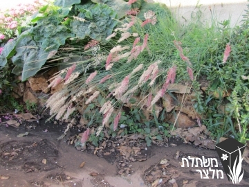 מליניס - Melinis