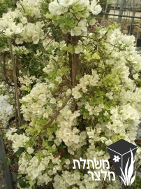 בוגנווילאה - Bougainvillea