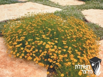 תימופילה - Thymophylla