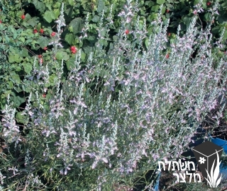 געדה - Teucrium