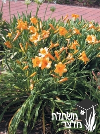 המרוקליס - Hemerocallis