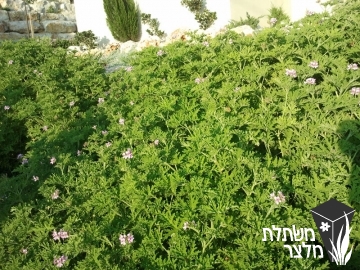 פלרגון - Pelargonium