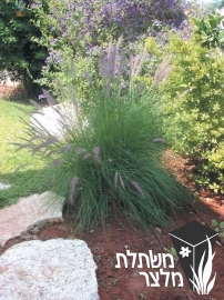 זיף-נוצה - Pennisetum