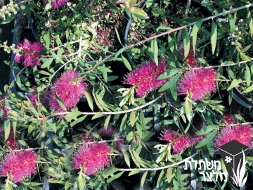 קליסטמון - Callistemon