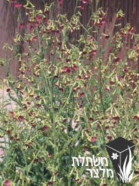 טבק - Nicotiana