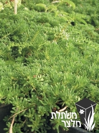 צורית - Sedum