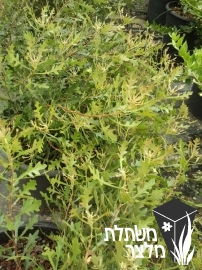 מיריקה - Myrica