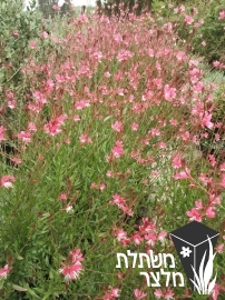 גאורה - Gaura