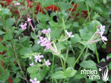 ציפורנית - Silene