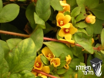 ליסימכיה - Lysimachia