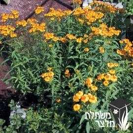 טגטס - Tagetes