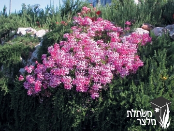 פלרגון - Pelargonium