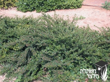 חבושית - Cotoneaster