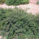חבושית - Cotoneaster