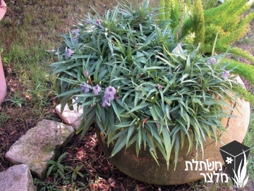 רואליית - Ruuellia