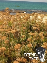 קריתמון - Crithmum