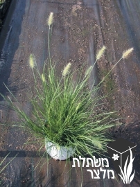 זיף-נוצה - Pennisetum