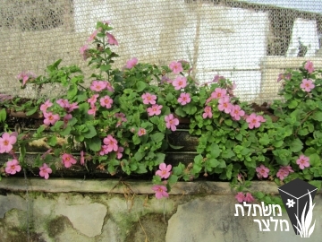 סוטרה - (Sutera (Bacopa