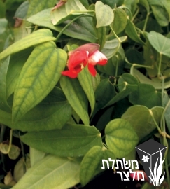 תונברגיה - Thunbergia