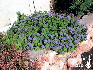 אגרטון - Ageratum