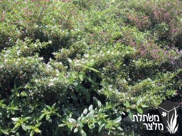 גבנון - Cuphea