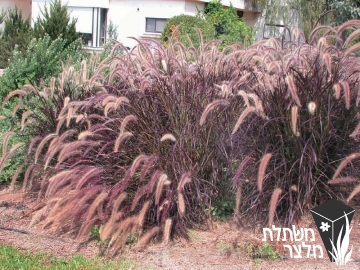 זיף-נוצה - Pennisetum