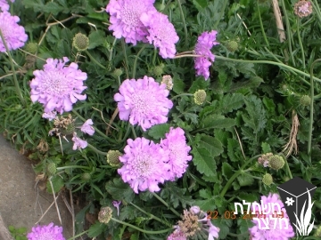 תגית - Scabiosa