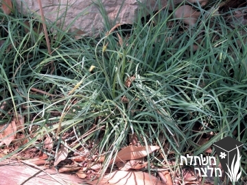 כריך - Carex