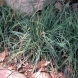 כריך - Carex
