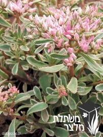 צורית - Sedum