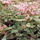 צורית - Sedum