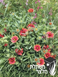 גיירדיה - Gaillardia