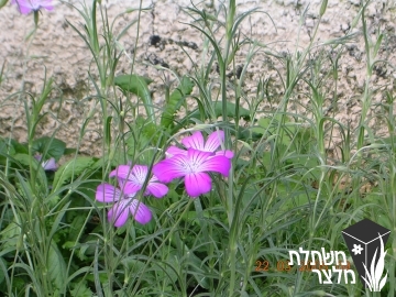 אגרוסטמה - Agrostema