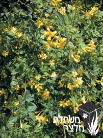יסמין - Jasminum