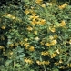 יסמין - Jasminum