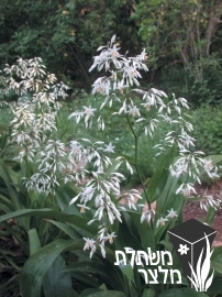 ארתרופודיום (מכבדן) - Arthropodium