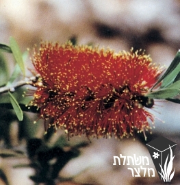 קליסטמון - Callistemon